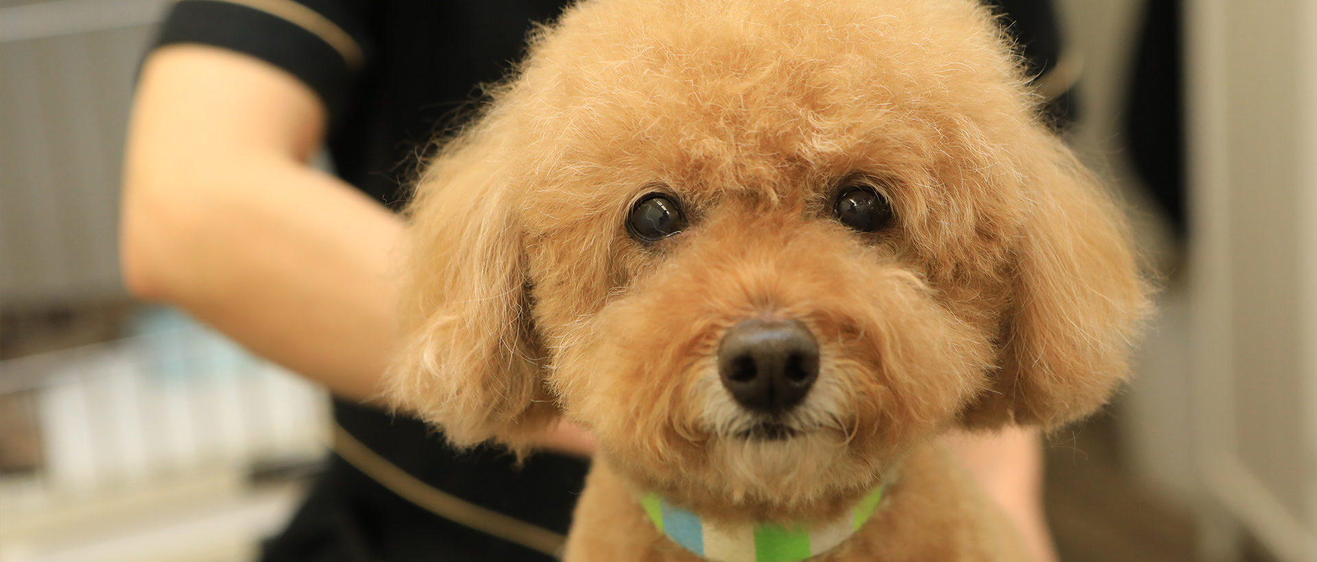 Dog Trimming Salon Sally